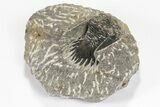 Lot: Assorted Devonian Trilobites - Pieces #80636-4